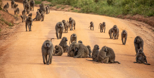 7 Days Tanzania Safari Package