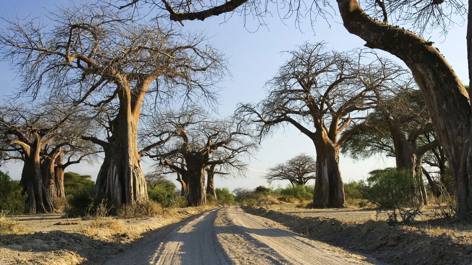 Ruaha National Park