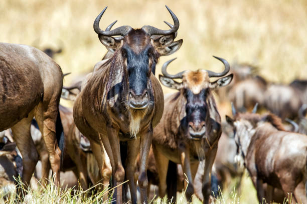 Serengeti 2 Days 1 Night Safari Package