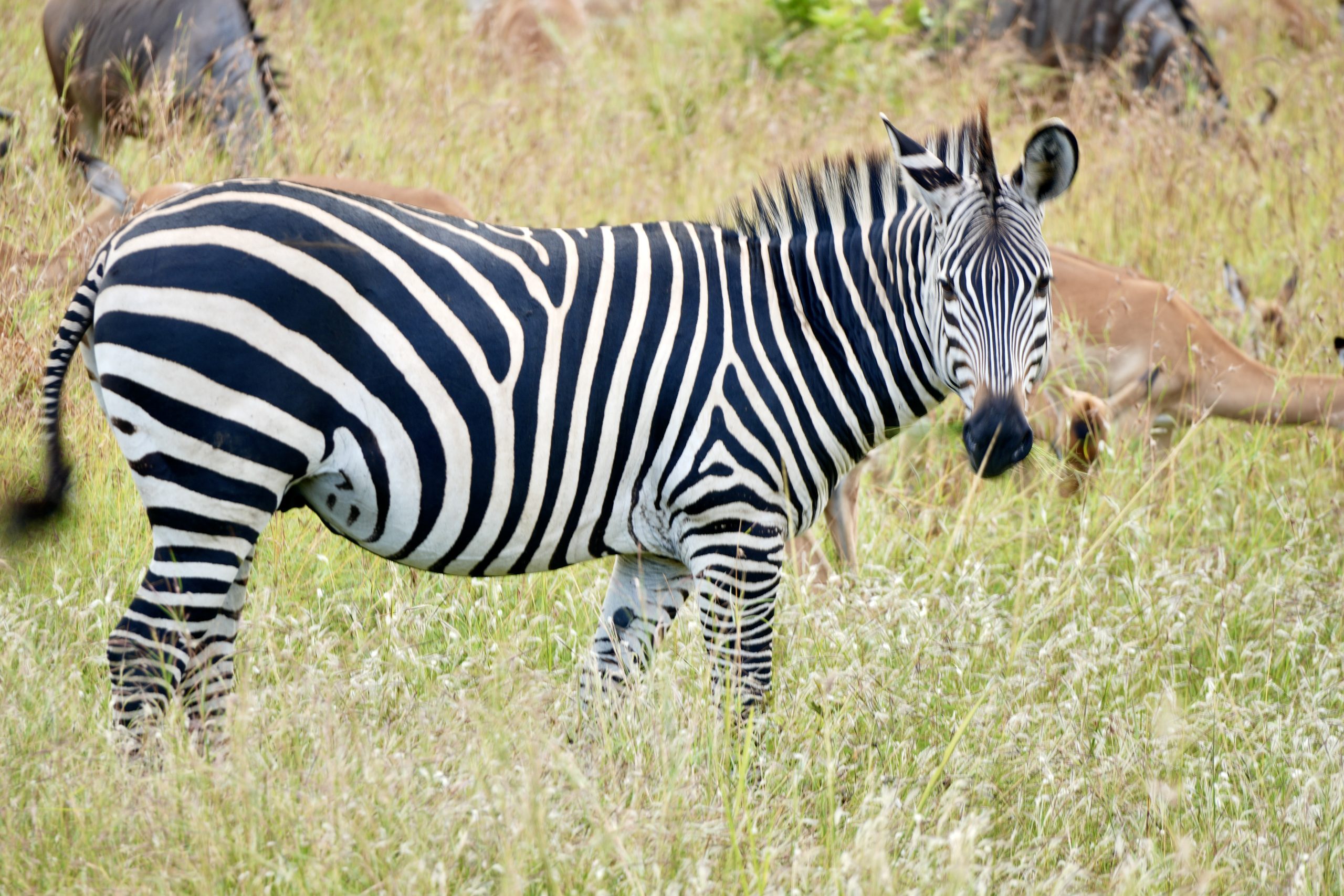 The Serengeti, from Zanzibar